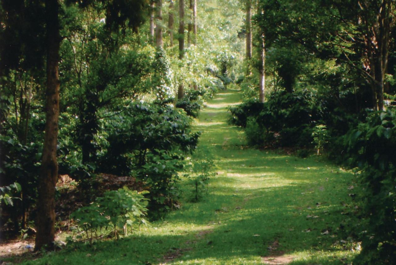 Resort Indeco Forest Yercaud